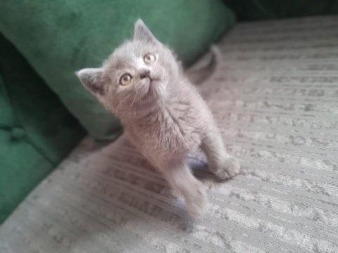 Kedimiz iyi bakacak ömürlük yuvasını arıyor