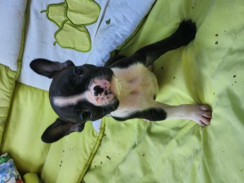 French bulldog bebekler