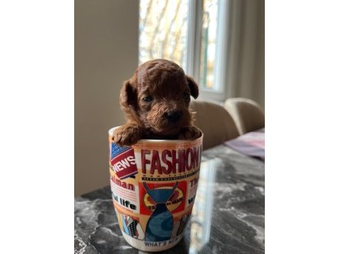 A kalite red brown toy poodle yavrular