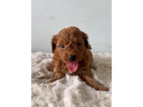 Ziyarete açık erkek dişi toy poodle miniklerim