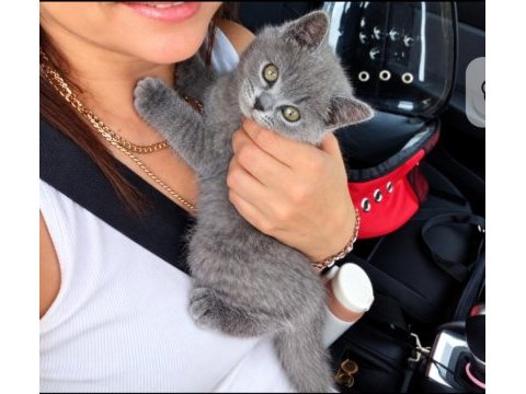 Evdeki sevimli british shorthair kuyruğum