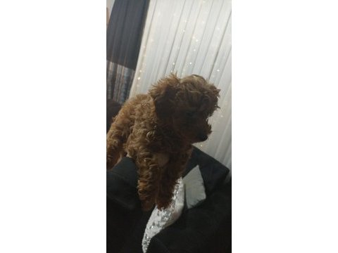 Toy poodle köpeğimiz