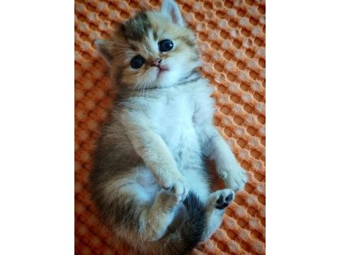 Ny 25 tatlı bir minnoş oğlan british shorthair