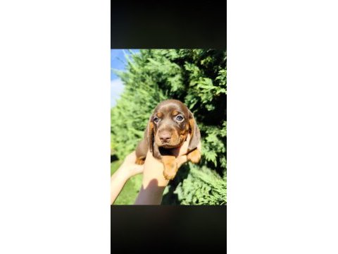 Dachshund yavru