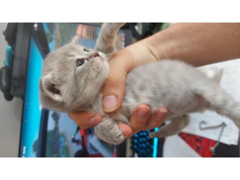 1 haftalık british shorthair yavrular