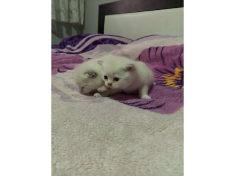 Scottish fold 2 aylık yavrular