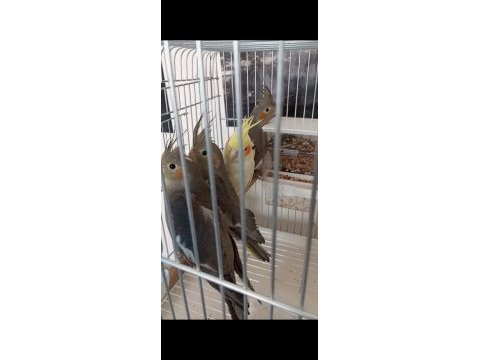 2 aylık sultan papağanları