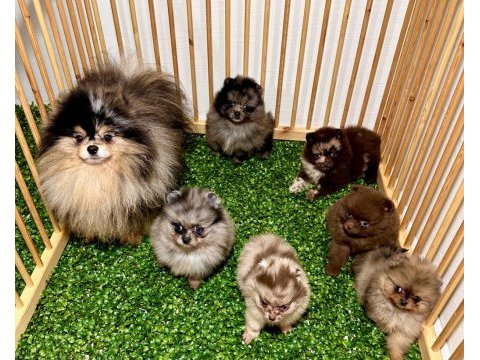 Pomeranian exotic rengi