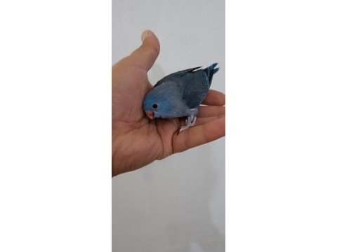 Kobalt erkek cep papağanı forpus
