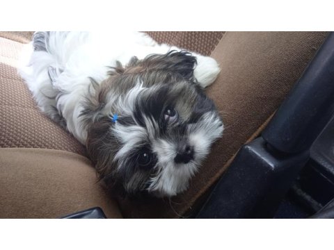 Shih tzu badem hanım