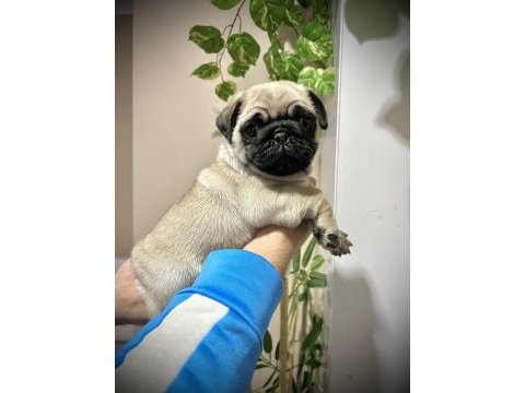 Pug mops üst kalite yavrular