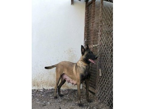 Teslime hazır malinois a kalite bebekler