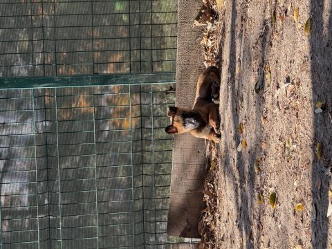 A kalite safkan dişi fcı-kıf anne baba malinois