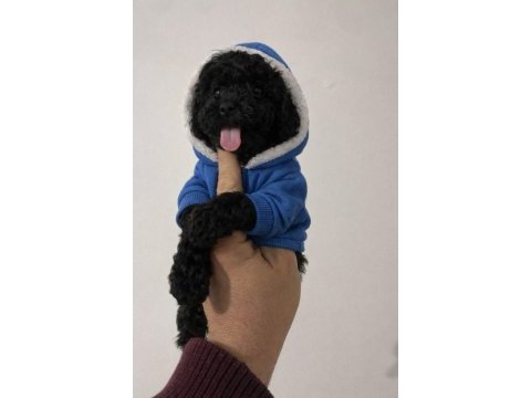 Erkek dişi toy poodle yavrular