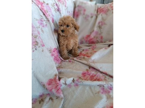 Dişi poodle toy