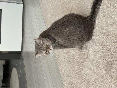 British shorthair kısır