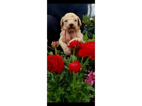 Toy poodle cinsi köpeklerim