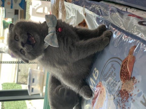 Ayı suratlı scottish fold yavrularımız