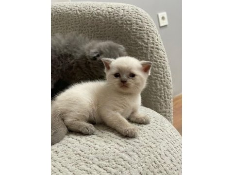 7 adet yavru scottish fold