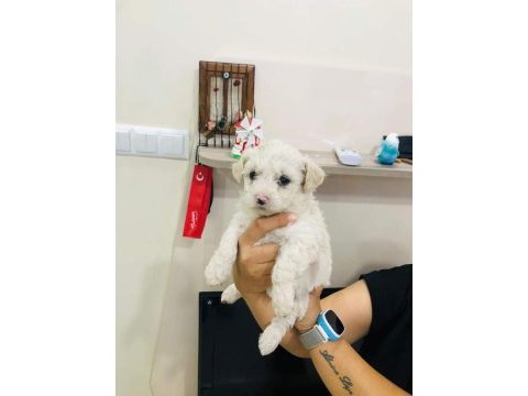 Maltipoo yavrular