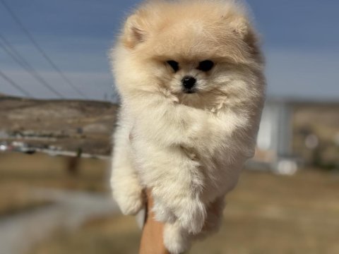 Petmode köpek çiftliğinde ziyarete açık pomeranian