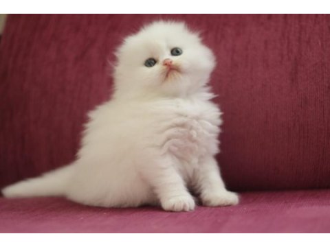 Hodri meydan daha güzeli yok en tatlı scottish fold