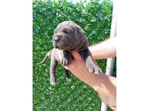 Cane corso yavrularımız ırk garantilidir
