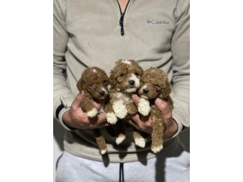 Orjinal maltipoo yavrularımız için geç kalmayın