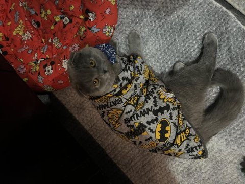 Acil scottish fold kısır değil erkek sahiplendirme