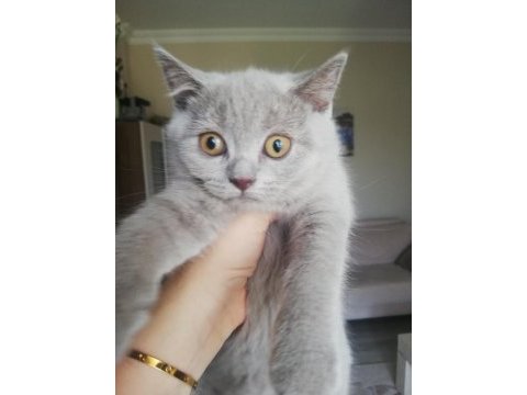 3 aylık dişi british kedi