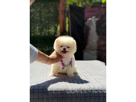 Sağlık ve ırk garantili pomeranian