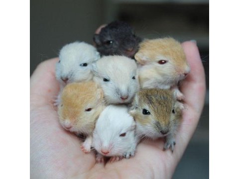 Aynı gün adrese teslim hamster yavru ve setleri