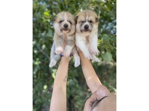 Japon akita yavrularım