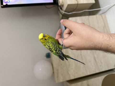 Evcil erkek bilezikli üst seviye muhabbet kuşu