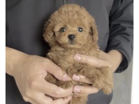 Toy poodle köpeği