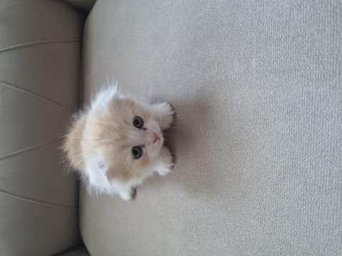 Scottish fold yavru kediler