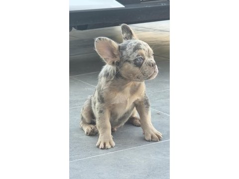 French bulldog erkek yavrumuz