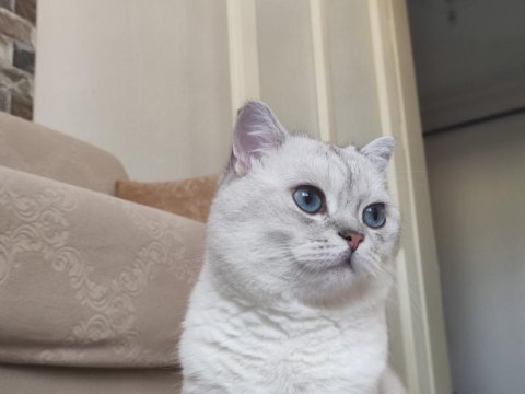 2 yaşında şecereli british shorthair kedimiz (pars)