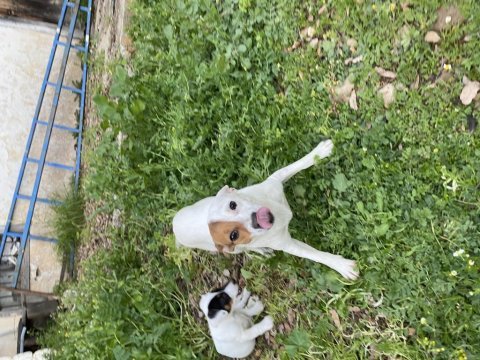 Korsan 8 aylık dişi jack russell