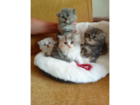 Rengarenk chinchilla kedisi