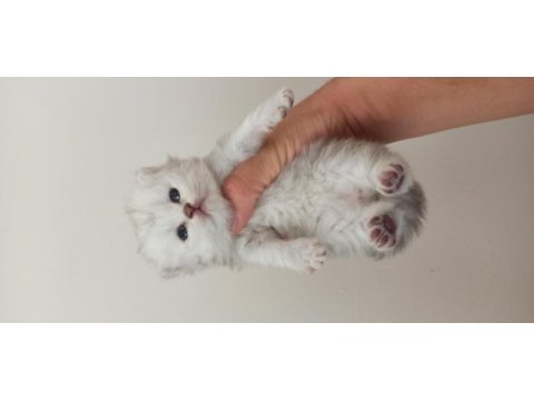 Erken rezerve imkanı british longhair