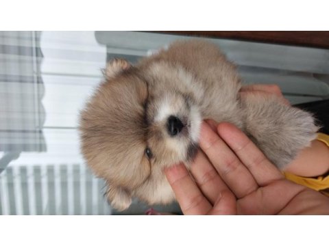 Tatlı ve minik pomeranian yavru