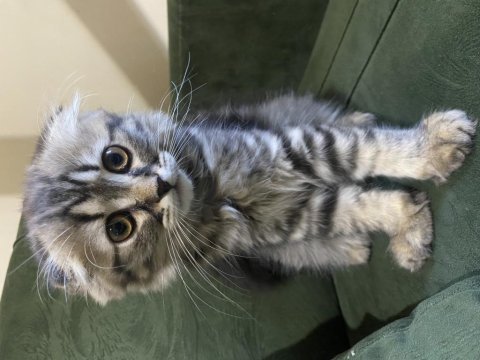 Scottish fold 3 aylık