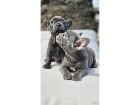 Blue french bulldog yavruları istanbul 
