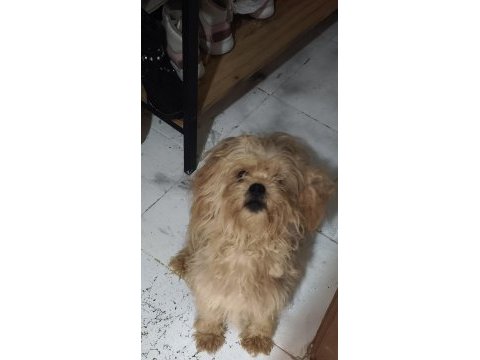 Pikapoo yavru köpeğimiz