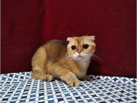 Çok uysal ny12 dişi kedimiz sahiplendirilecektir