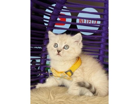 British shorthair lynx point yavrular