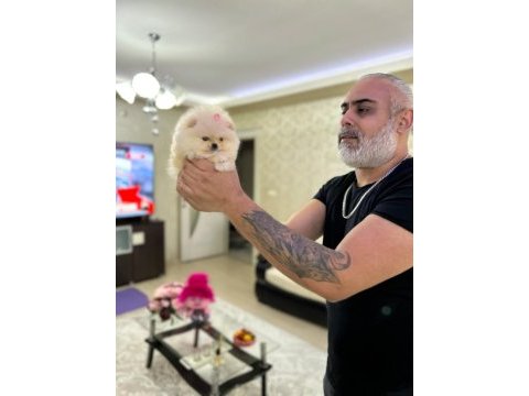 Mikro boy pomeranian prenses