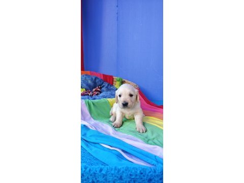 Bebek yüz orjinal gerçek golden retriever yavrular
