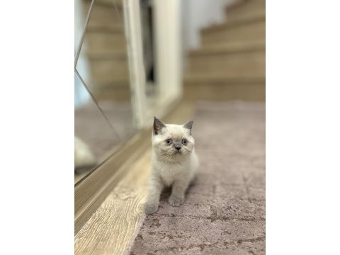 Brıtısh shorthair blue point yavrularım 